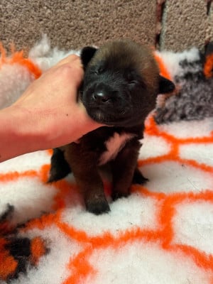 CHIOT 7 - Berger Belge