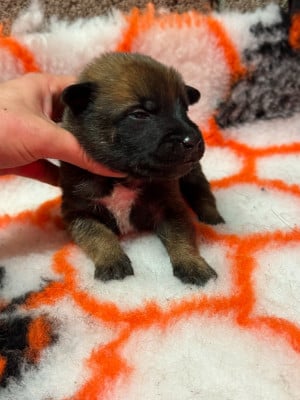 CHIOT 8 - Berger Belge