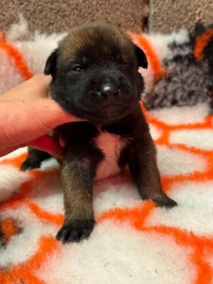 CHIOT 11 - Berger Belge