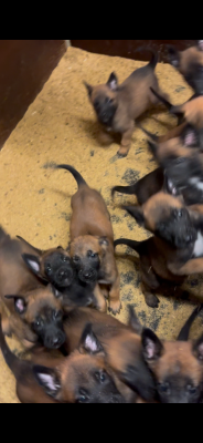 Les chiots de Berger Belge