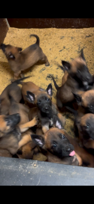 Les chiots de Berger Belge