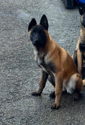 Les chiots de Berger Belge