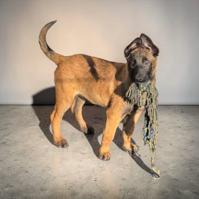 Les chiots de Berger Belge