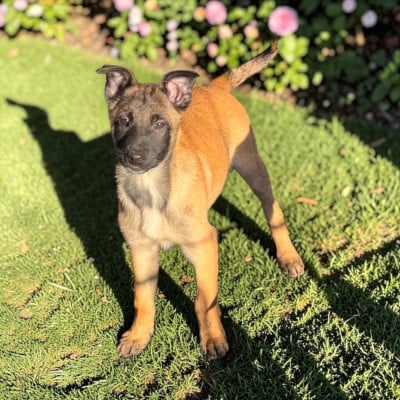 Les chiots de Berger Belge