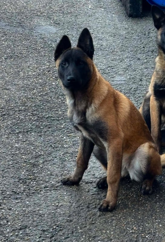 Berger Belge - Von Husla Hof