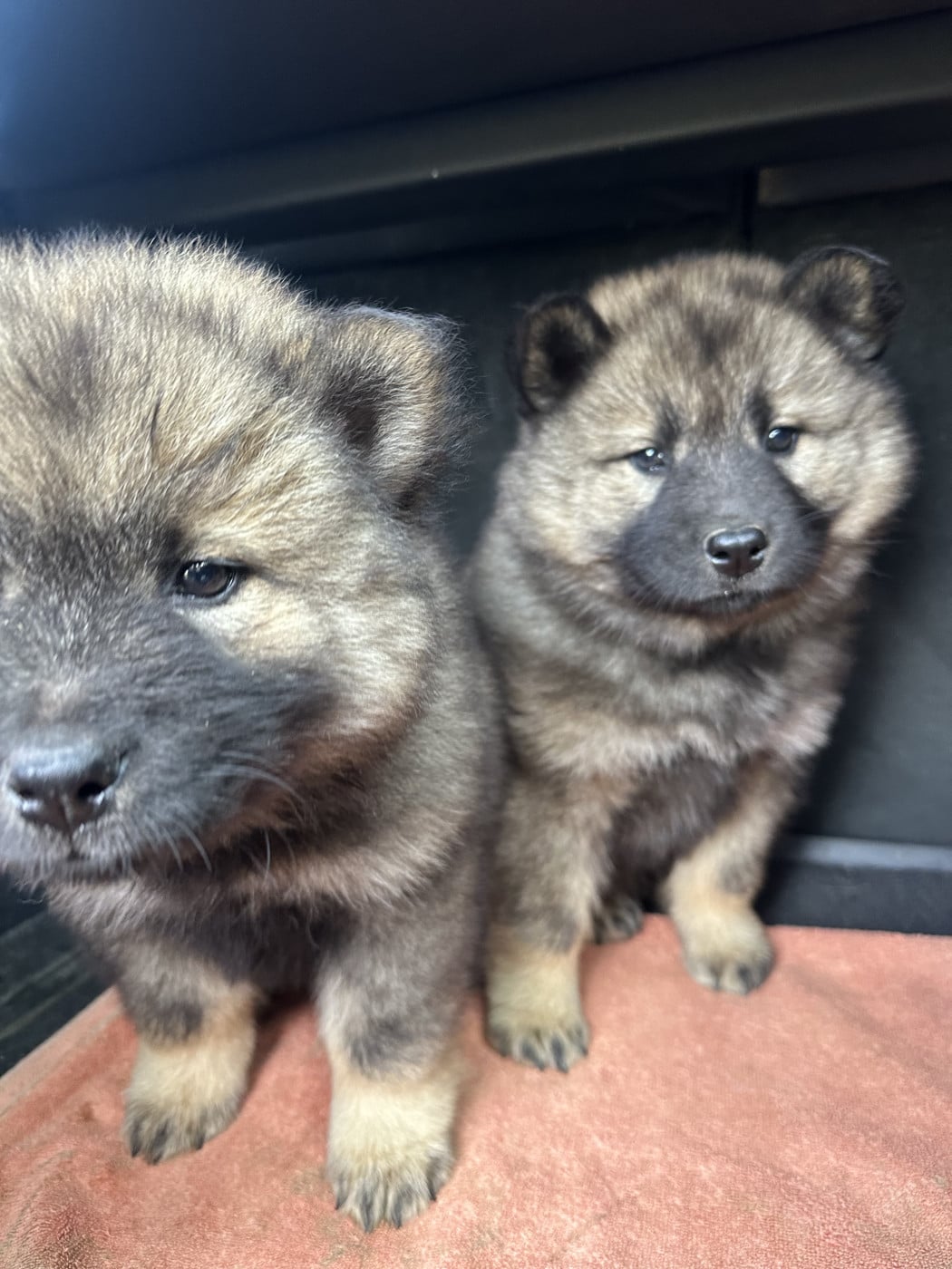Bidouile - Eurasier