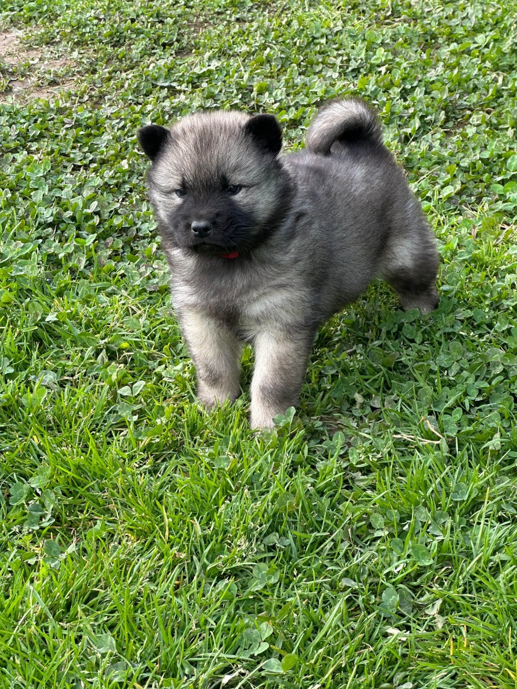 Baïne - Eurasier