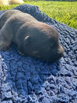Les chiots de Eurasier