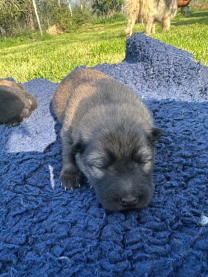 Les chiots de Eurasier