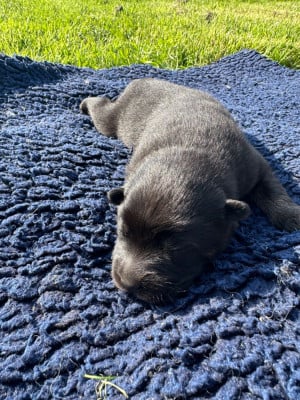 Les chiots de Eurasier