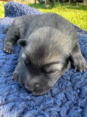 Les chiots de Eurasier