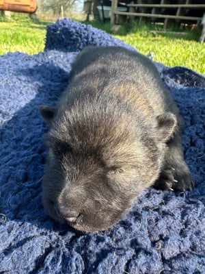 Les chiots de Eurasier