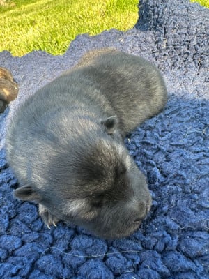 Les chiots de Eurasier