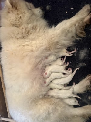 Les chiots de Samoyède