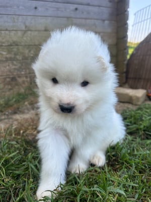 Les chiots de Samoyède