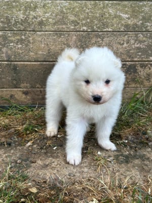 Les chiots de Samoyède
