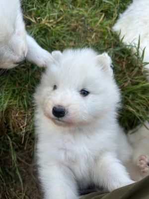 Les chiots de Samoyède