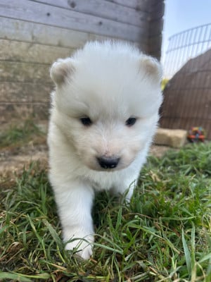 Les chiots de Samoyède