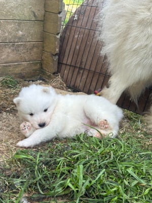 Les chiots de Samoyède