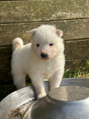 Les chiots de Samoyède