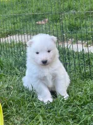 Les chiots de Samoyède