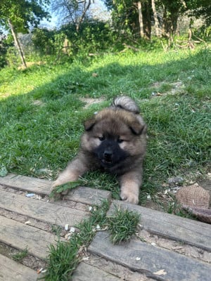 Les chiots de Eurasier