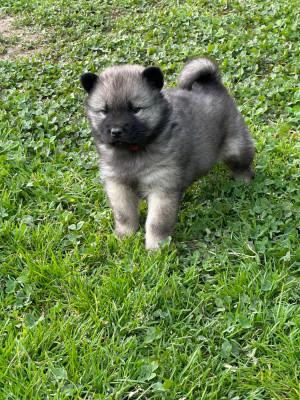 Les chiots de Eurasier