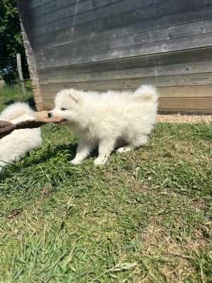 Les chiots de Samoyède
