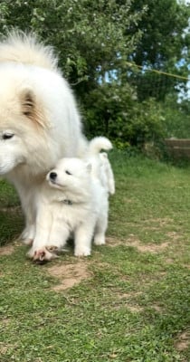 Les chiots de Samoyède