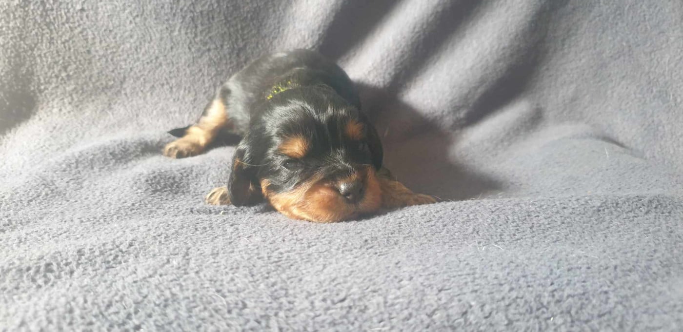 Cavalier King Charles Spaniel - Caemoors Mighty