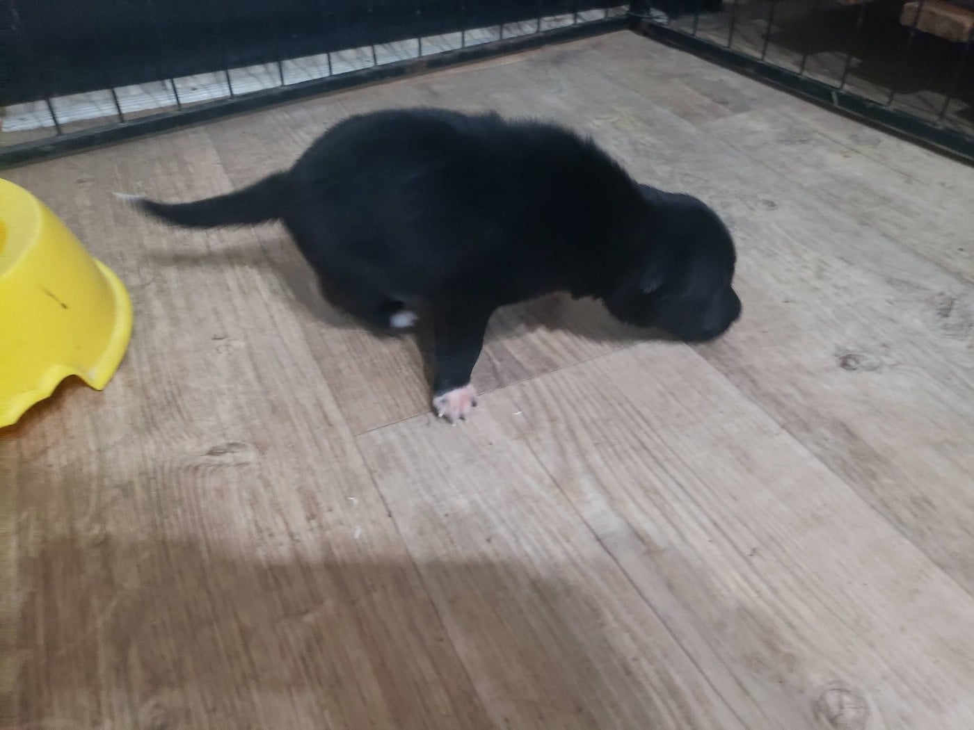 Femelle noir et blanc