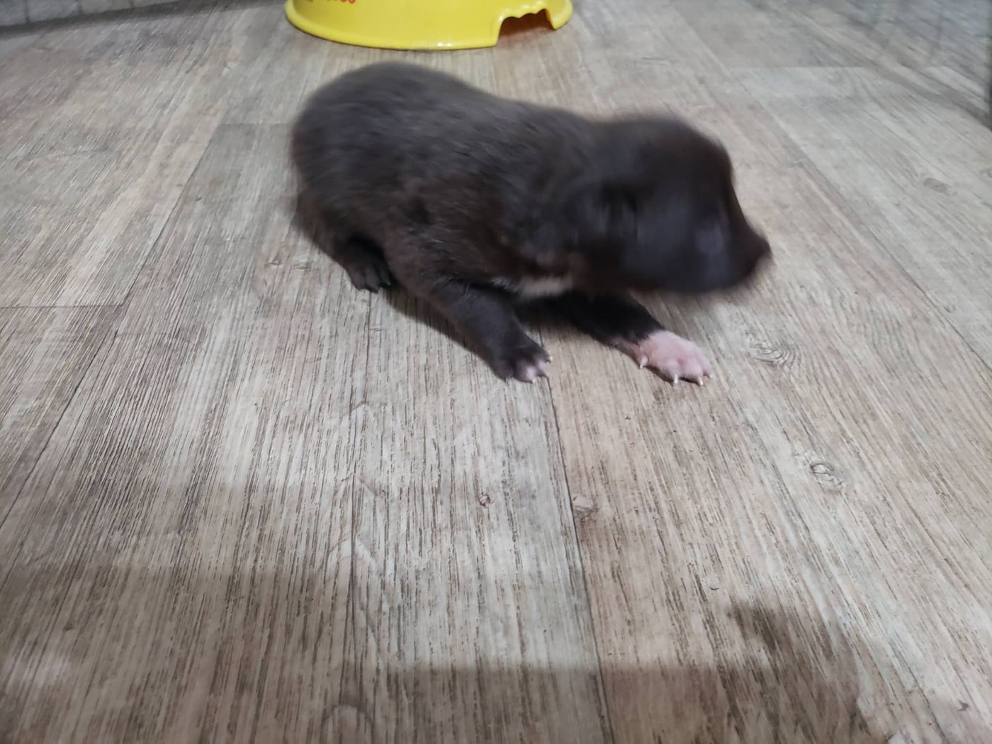 Male. Rouge et blanc