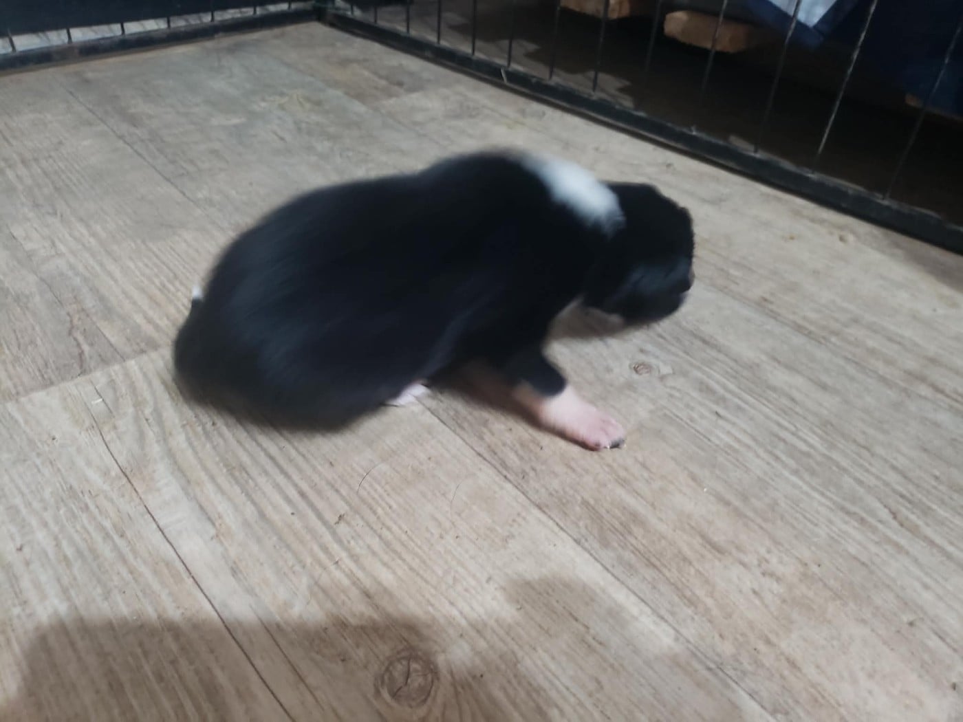 Femelle Noir et blanc
