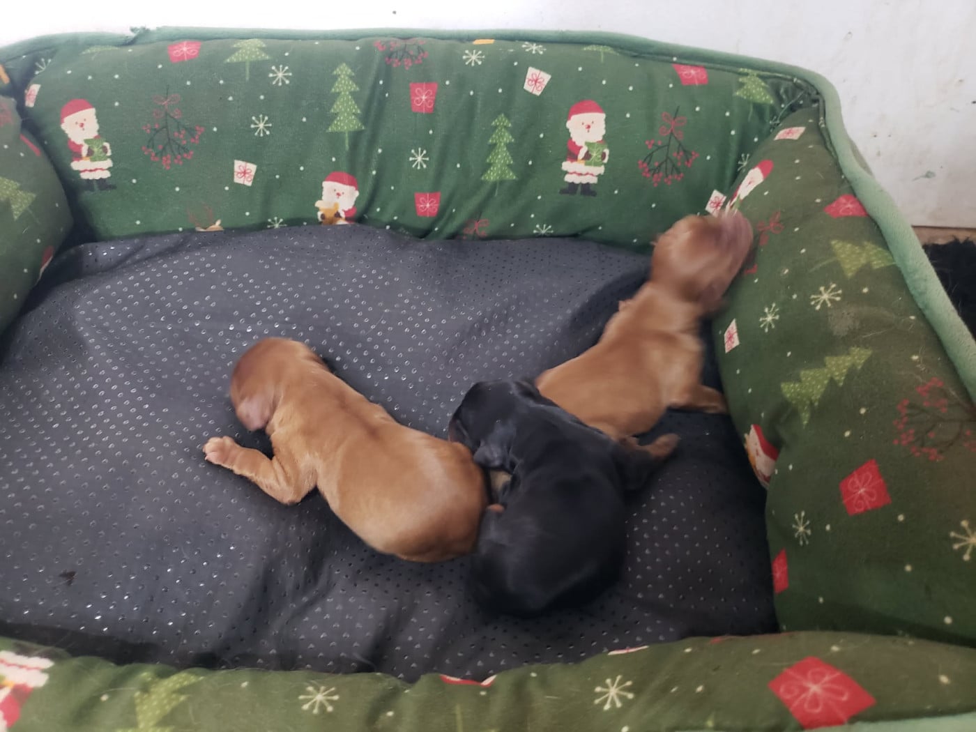 Chiot N°4 - Cavalier King Charles Spaniel