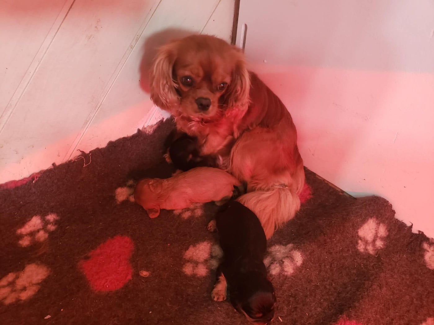 CHIOT 3 - Cavalier King Charles Spaniel