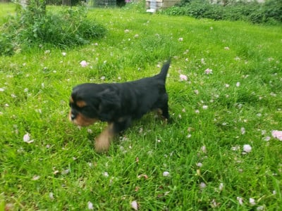 Les chiots de Cavalier King Charles Spaniel
