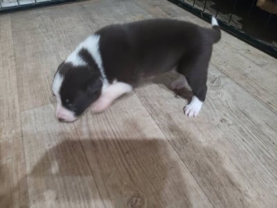 Les chiots de Border Collie