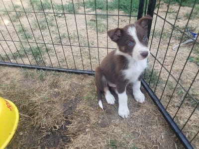 Les chiots de Border Collie