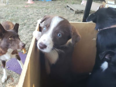 Les chiots de Border Collie