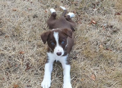 Les chiots de Border Collie