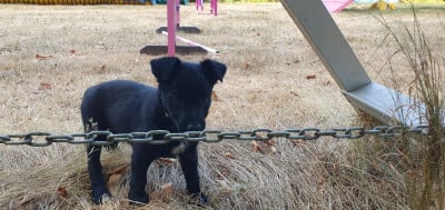 Les chiots de Border Collie