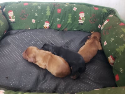 Les chiots de Cavalier King Charles Spaniel