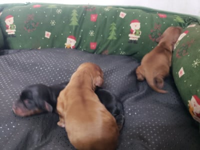 Les chiots de Cavalier King Charles Spaniel