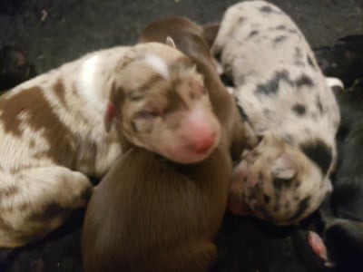 Les chiots de Border Collie