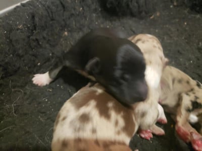 Les chiots de Border Collie