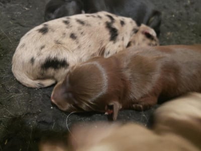 Les chiots de Border Collie