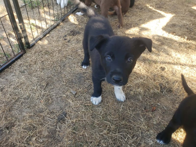 Border Collie - Caemoors Mighty
