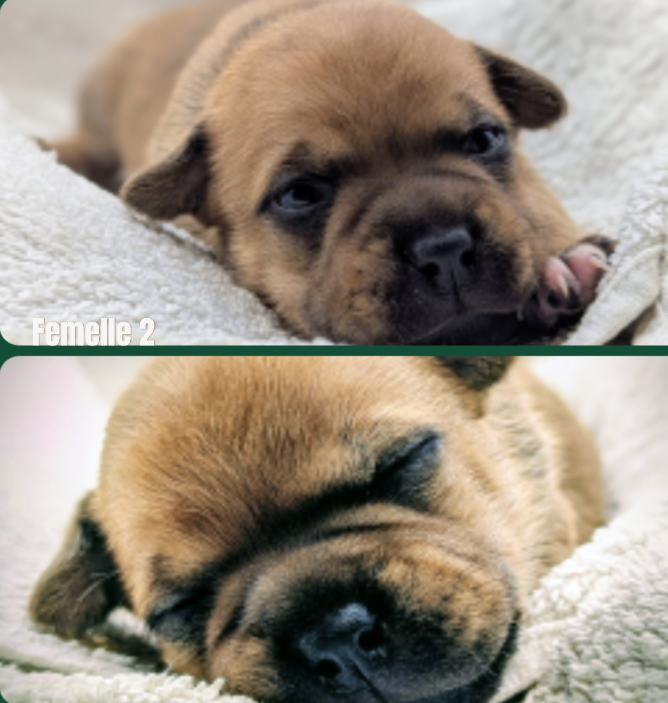 CHIOT 2 - Staffordshire Bull Terrier