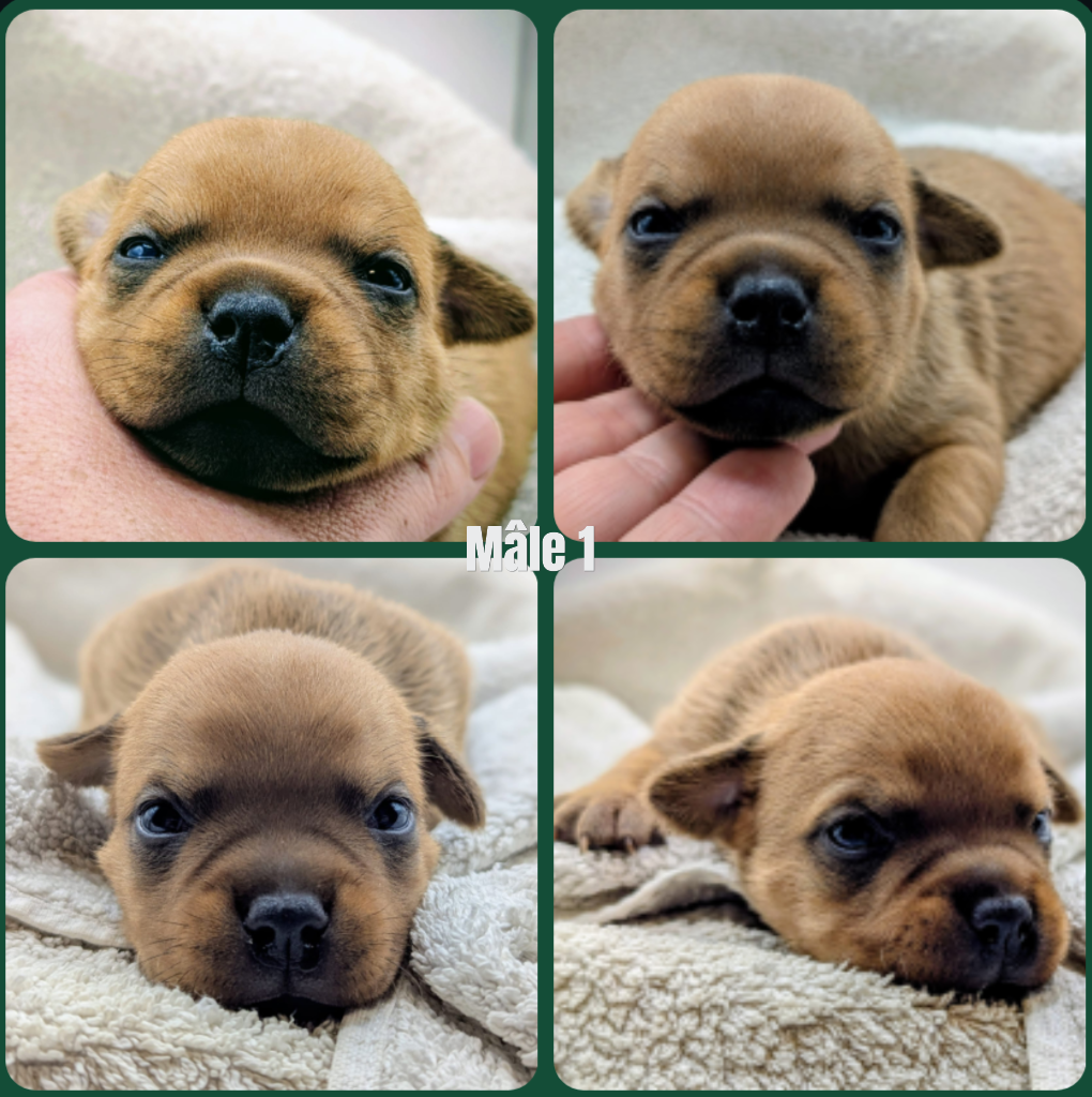 CHIOT 4 - Staffordshire Bull Terrier