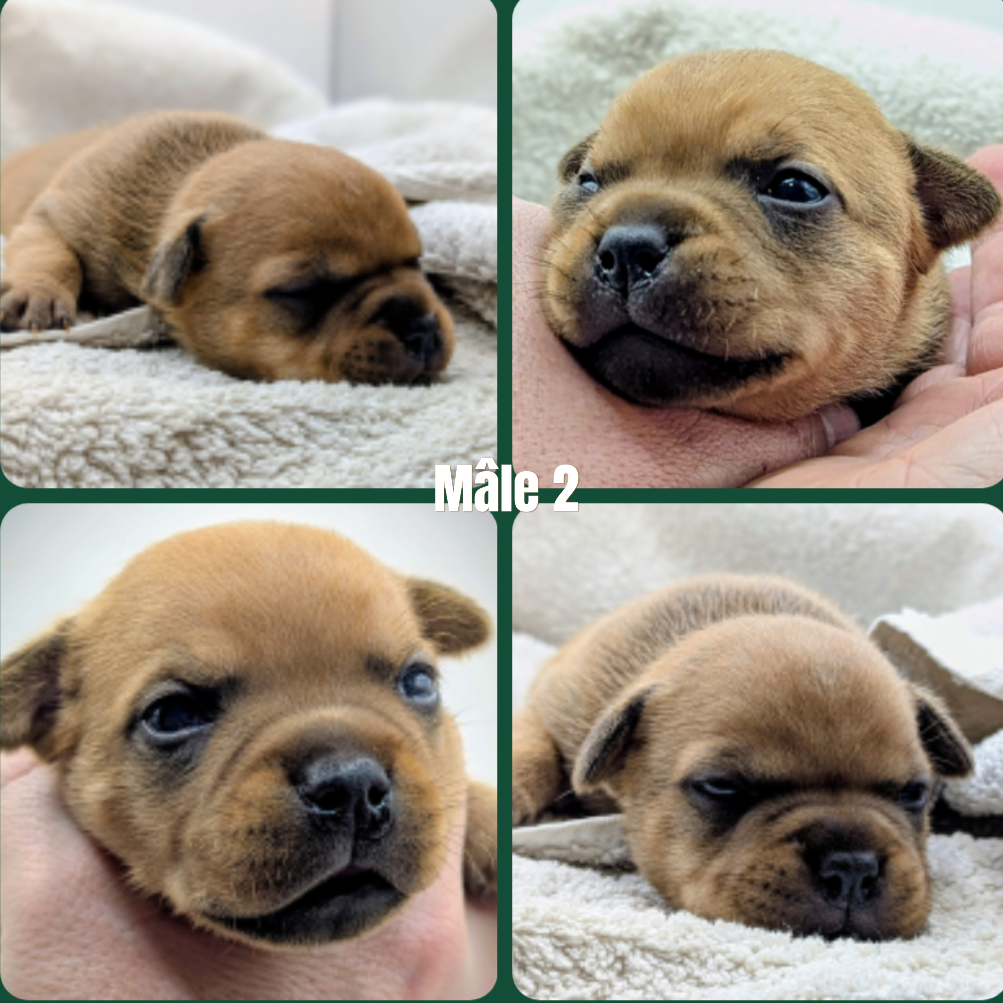 CHIOT 5 - Staffordshire Bull Terrier